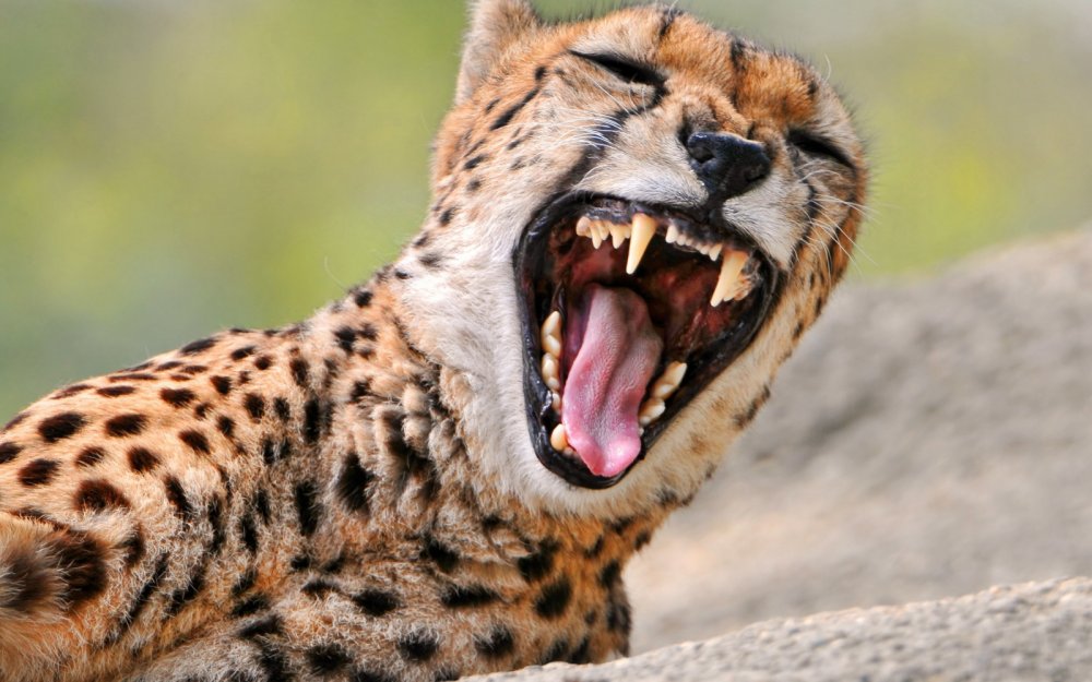 Зубы гепарда