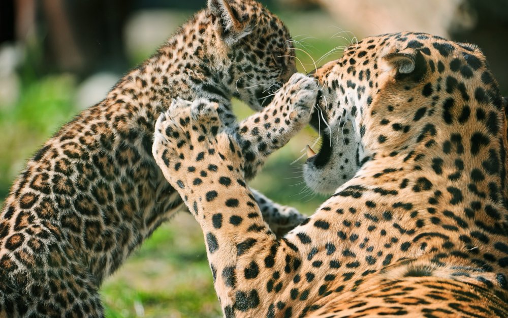 Леопард Ягуар гепард Детеныши