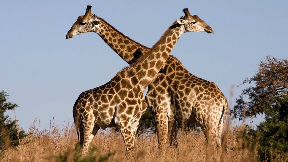 Популяция Жирафов