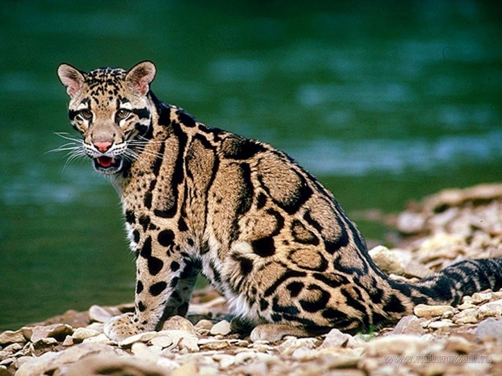 Дымчатый леопард (Neofelis nebulosa),