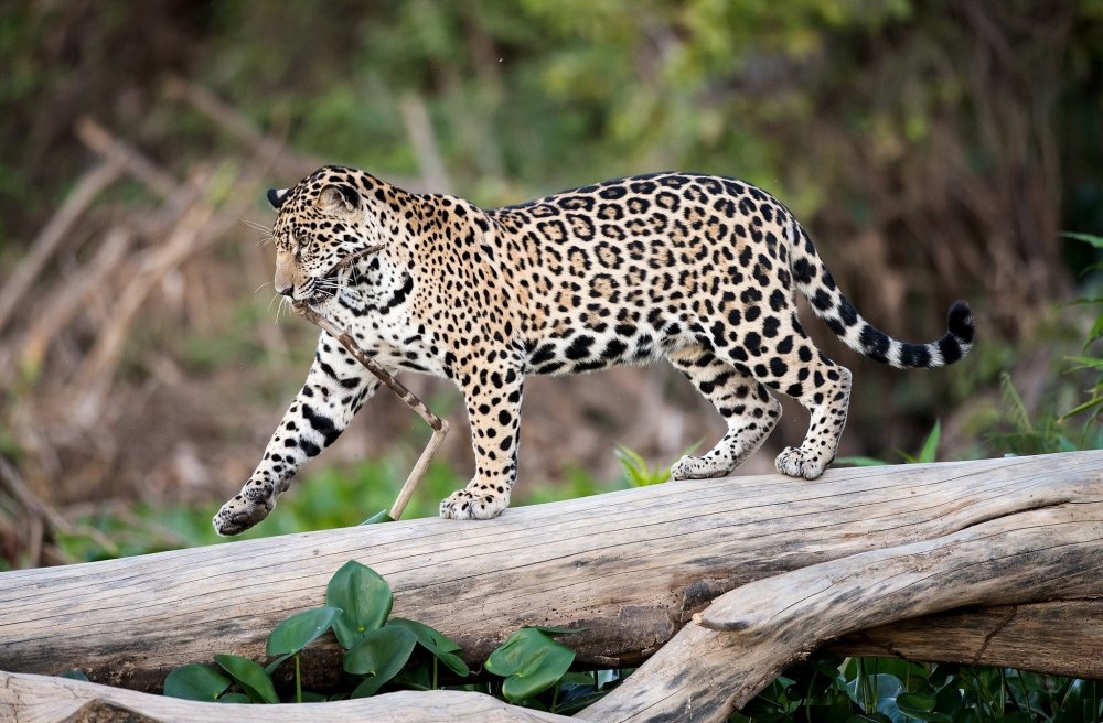 Гепард леопард Ягуар Оцелот