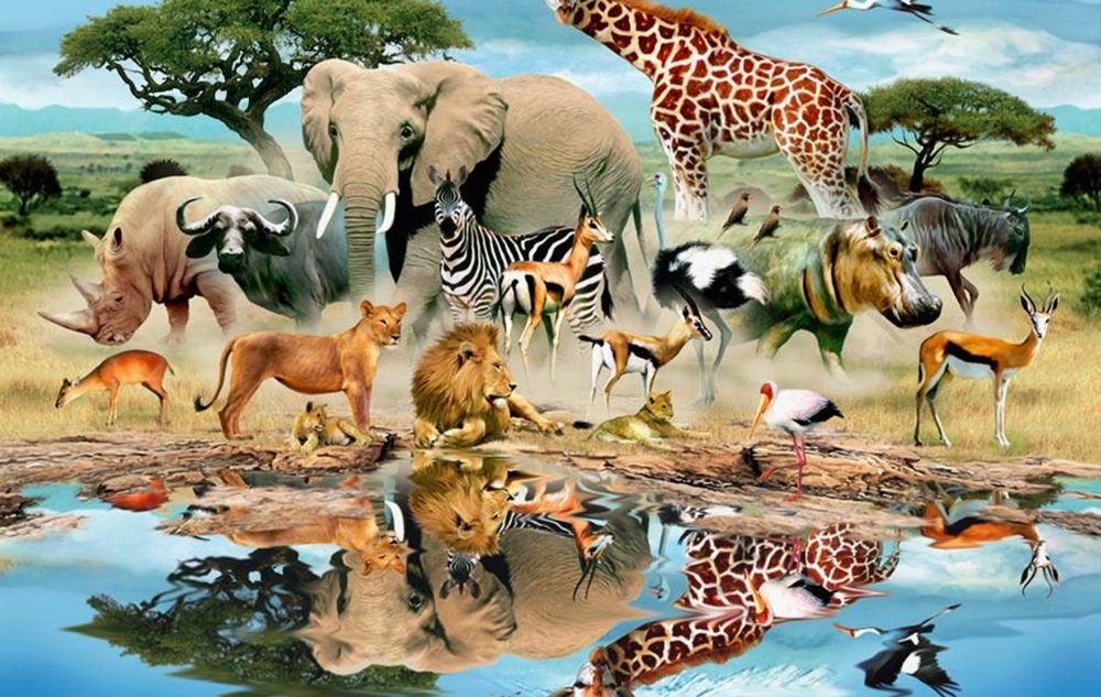 Животный мир Африки