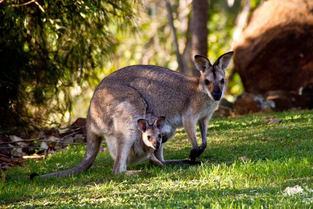 Сумчатые кенгуру в Австралии