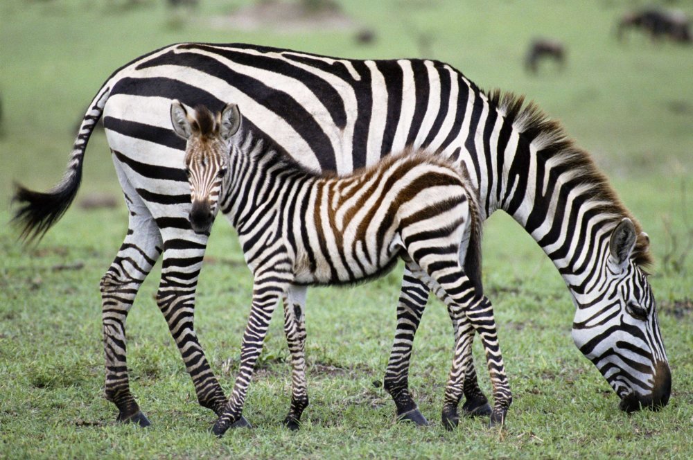 Детеныш зебры
