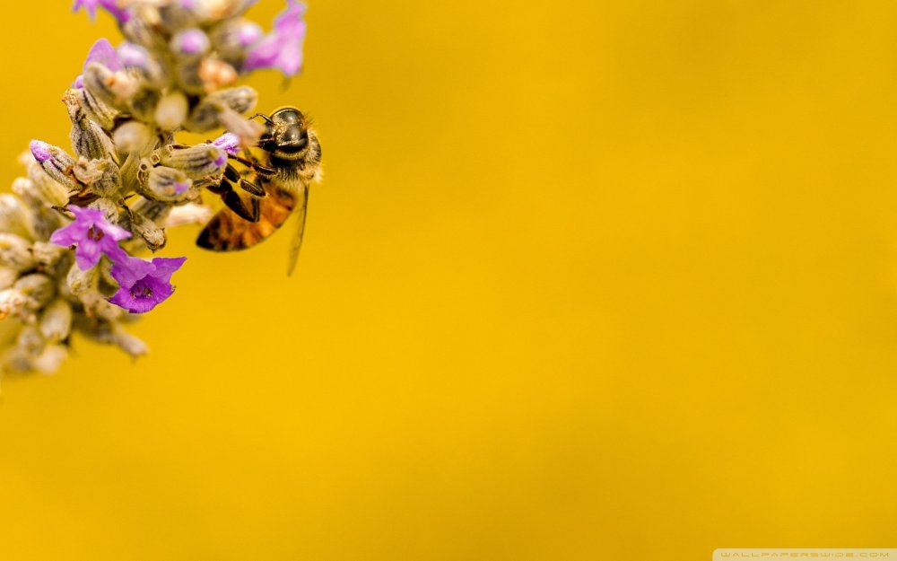 Пчела на желтом фоне