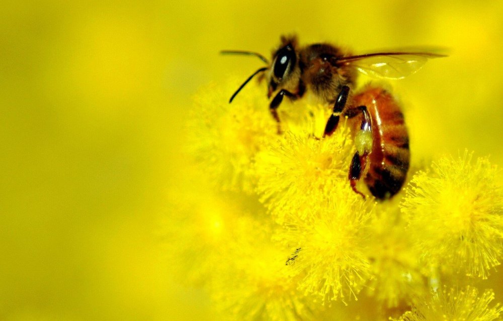 Желтая пчела