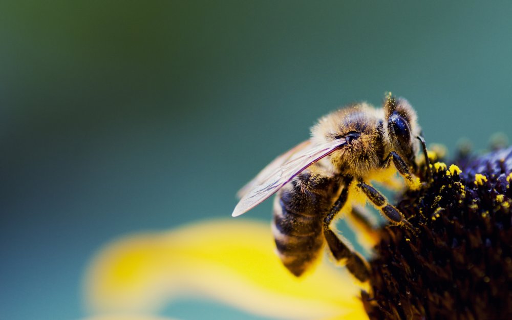 Пчела труженица