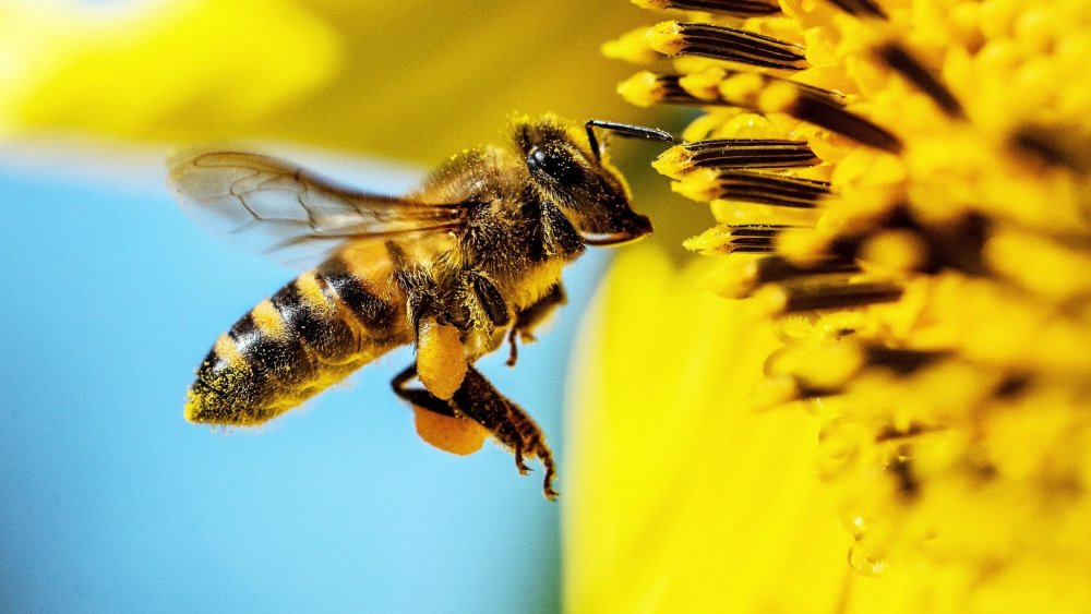 Пчелка с пыльцой