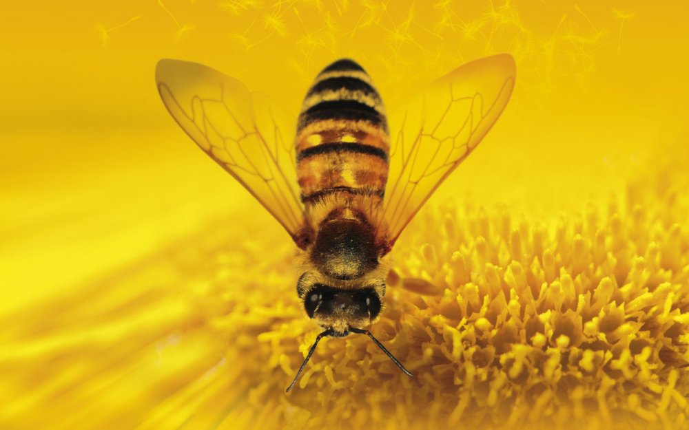 Пчела фото