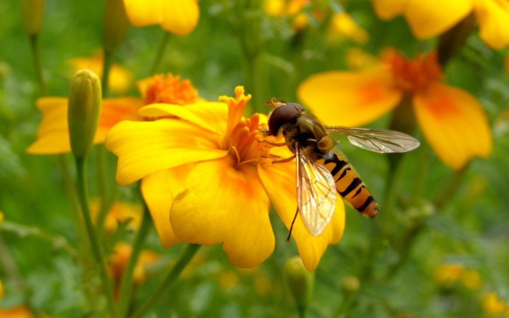 Пчелы на цветах