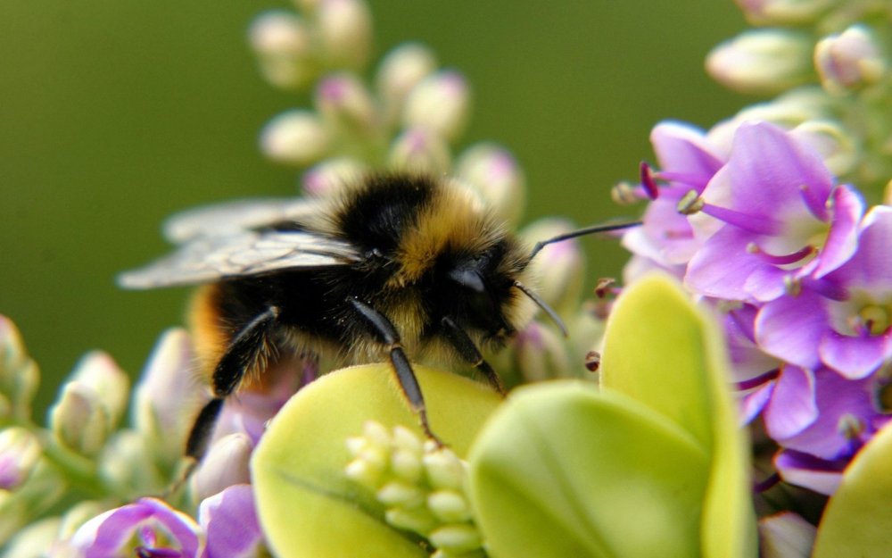 Красивые пчелы на цветах