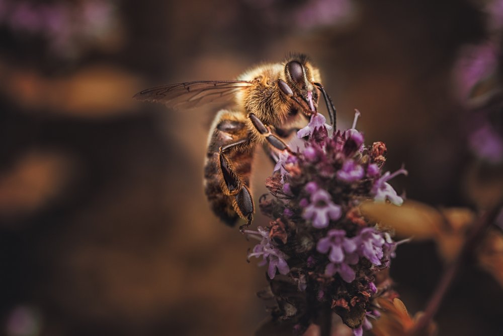 Красивые картинки с пчелками