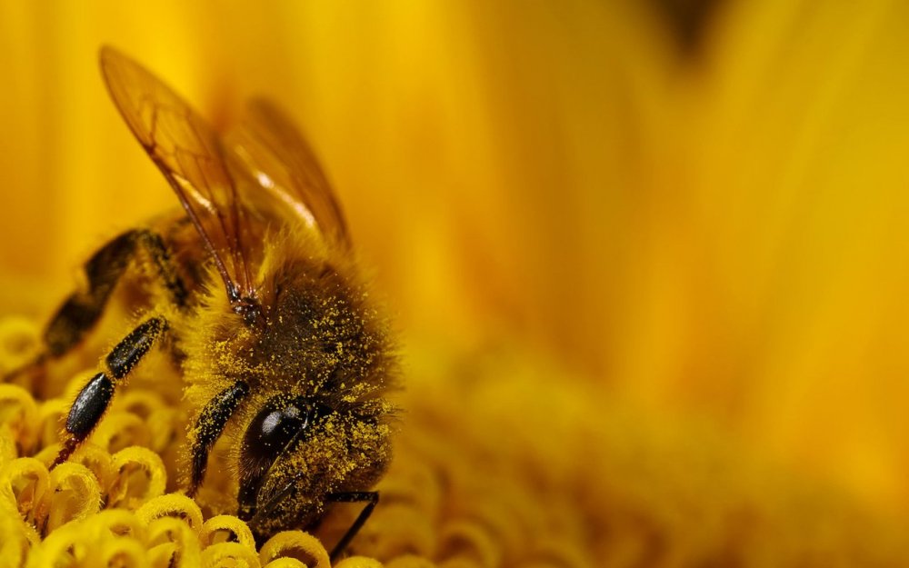 Пчелка фото