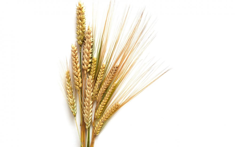 Пшеничка колосок
