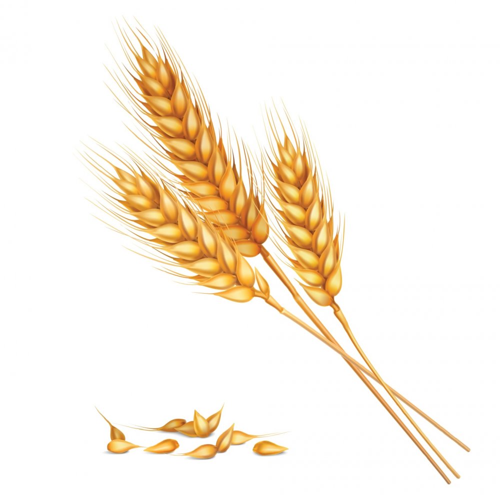 Колосок пшеницы на печать