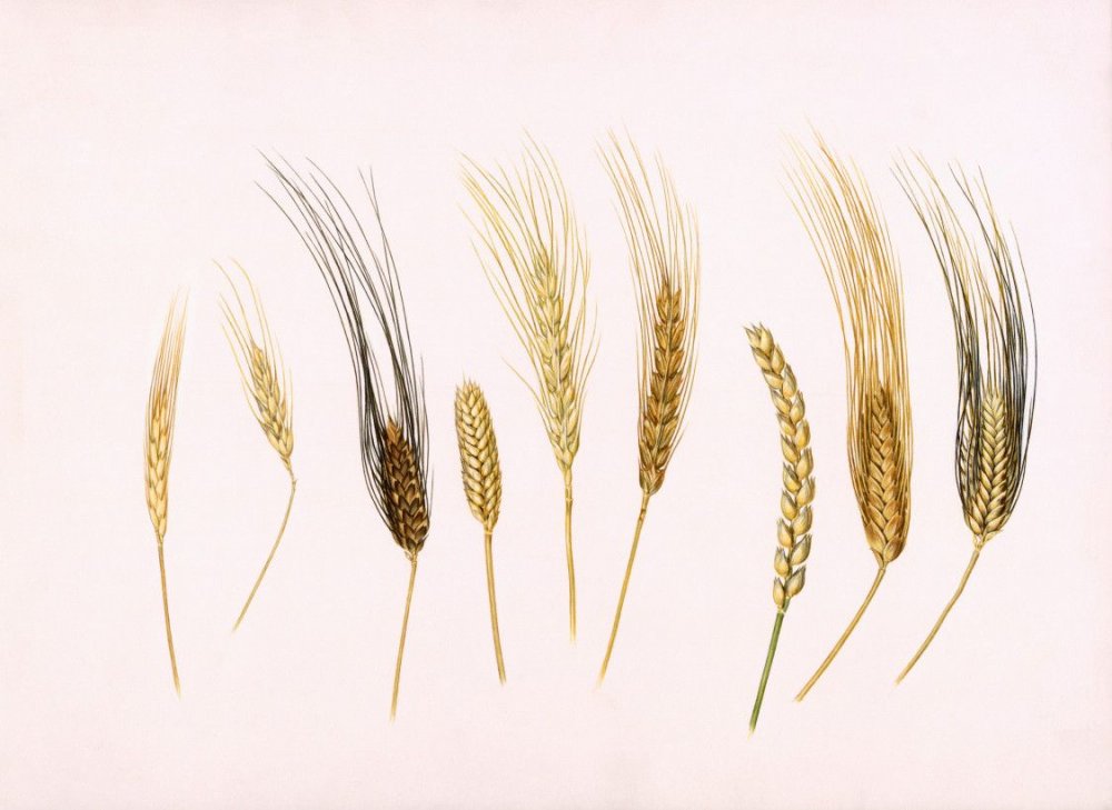 Пшеница альборубрум