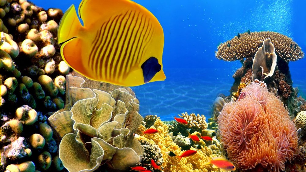 Жители коралловых рифов в Красном море