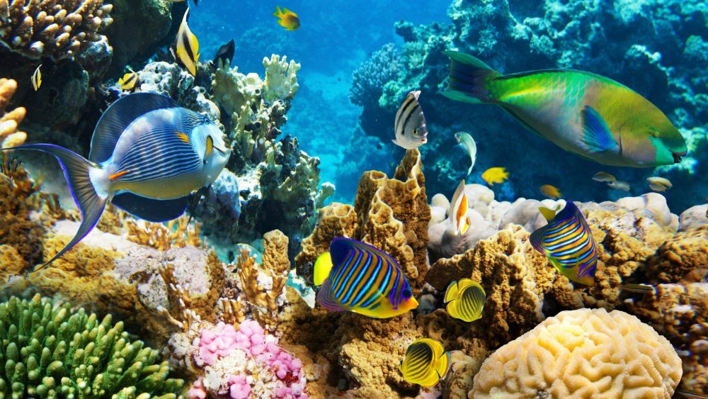 Коралловый риф Египта скалярии