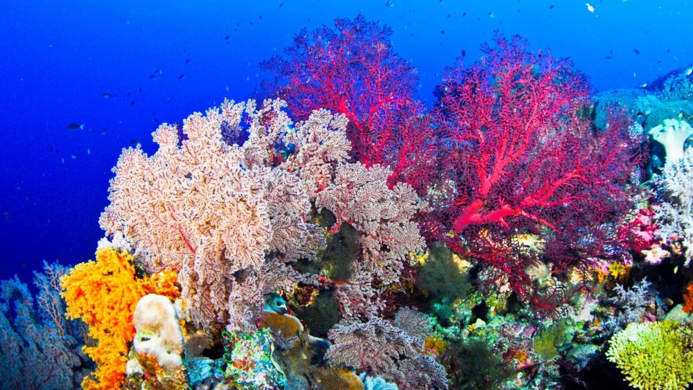 Кораллы Средиземного моря