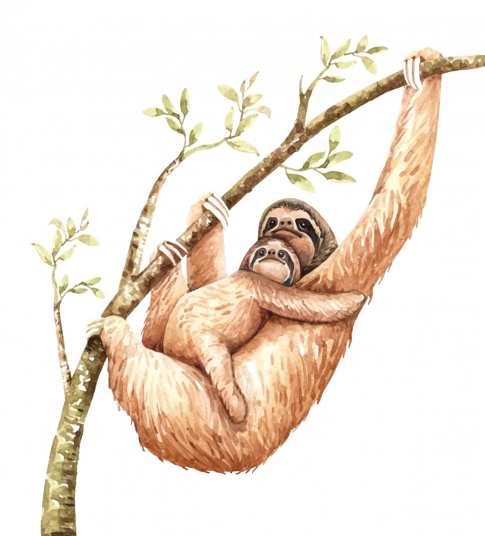 Ленивец висит на дереве