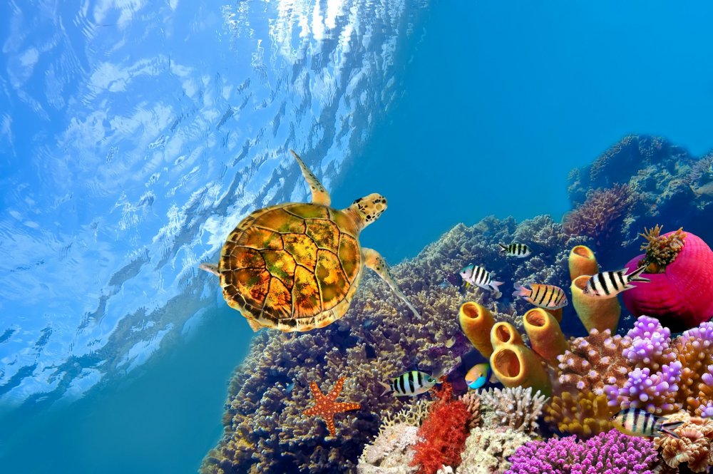 Винсент Каллебо – «коралловый риф» (Coral Reef)