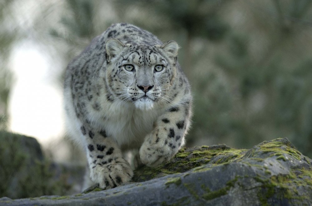 Снежный Барс (Ирбис, снежный леопард)