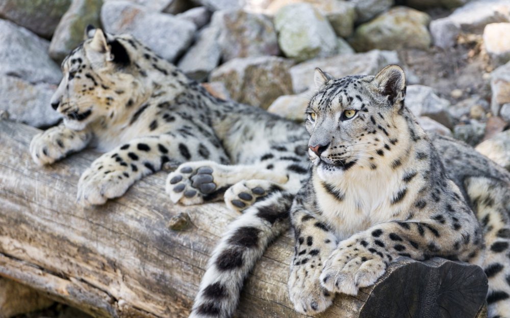 Снежный Барс (Ирбис, снежный леопард)