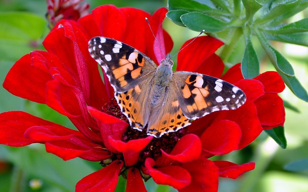 Бабочки картинки красивые