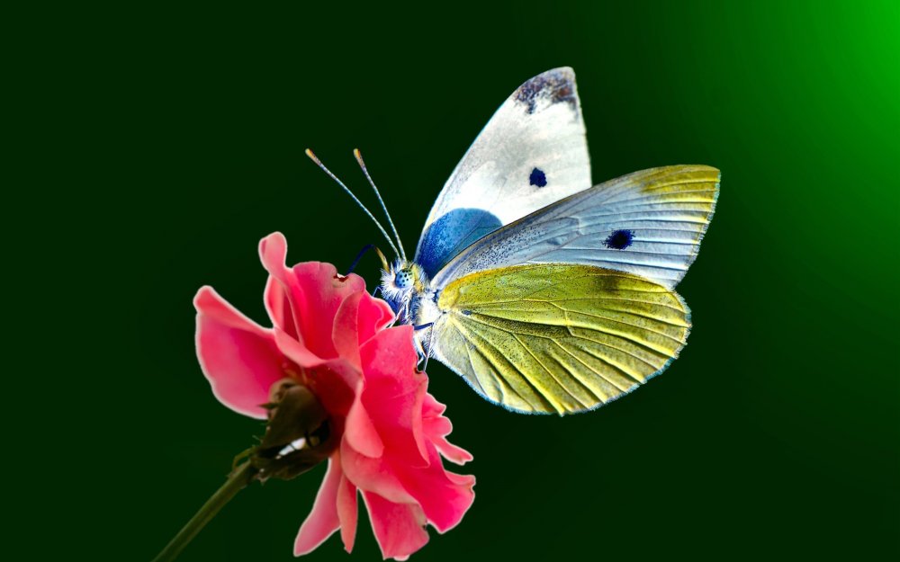 Farfalla бабочка