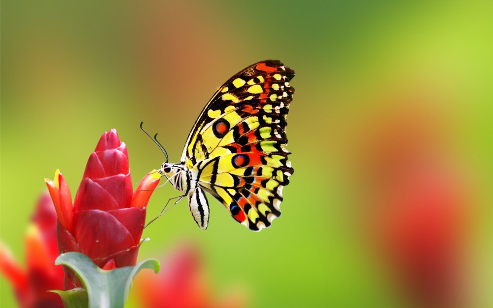 Самые красивые цветы и бабочки
