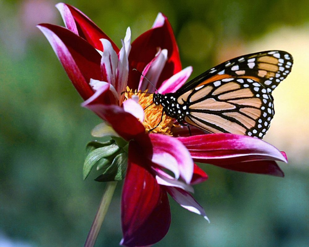Картинки бабочка на цветке