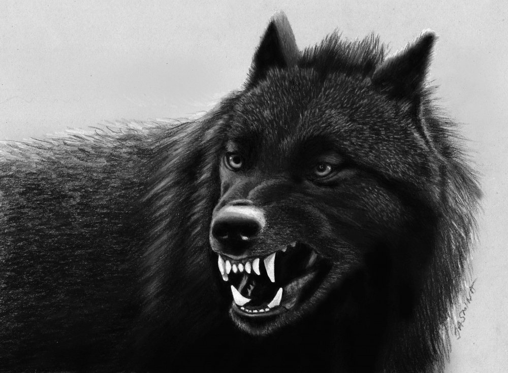 Волчий оскал чёрного волка