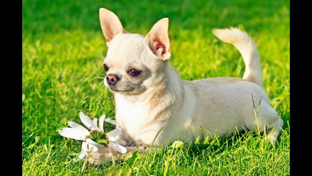 Маленькая белая собачка чихуахуа