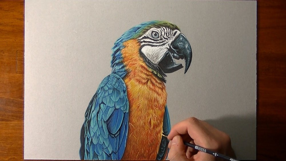 Попугай цветными карандашами