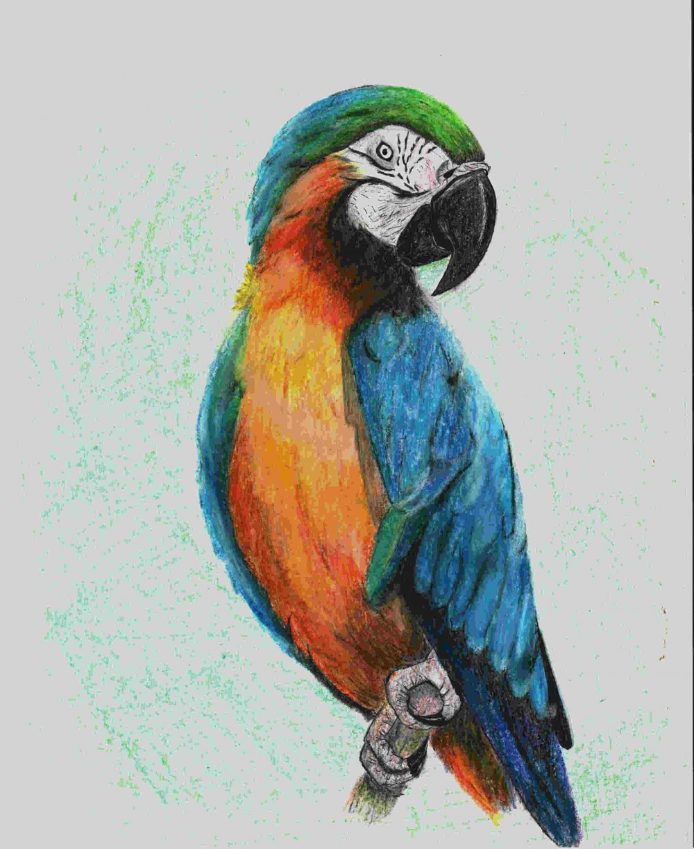Картинки для срисовки попугай