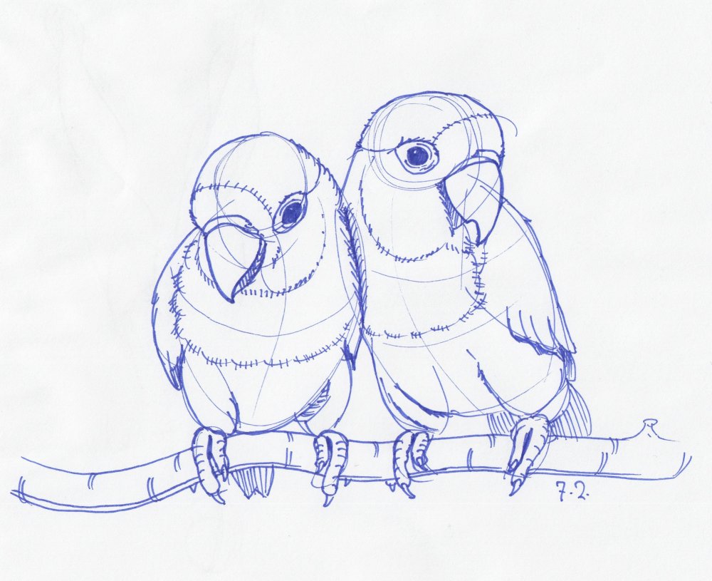 Красивые рисунки попугаев