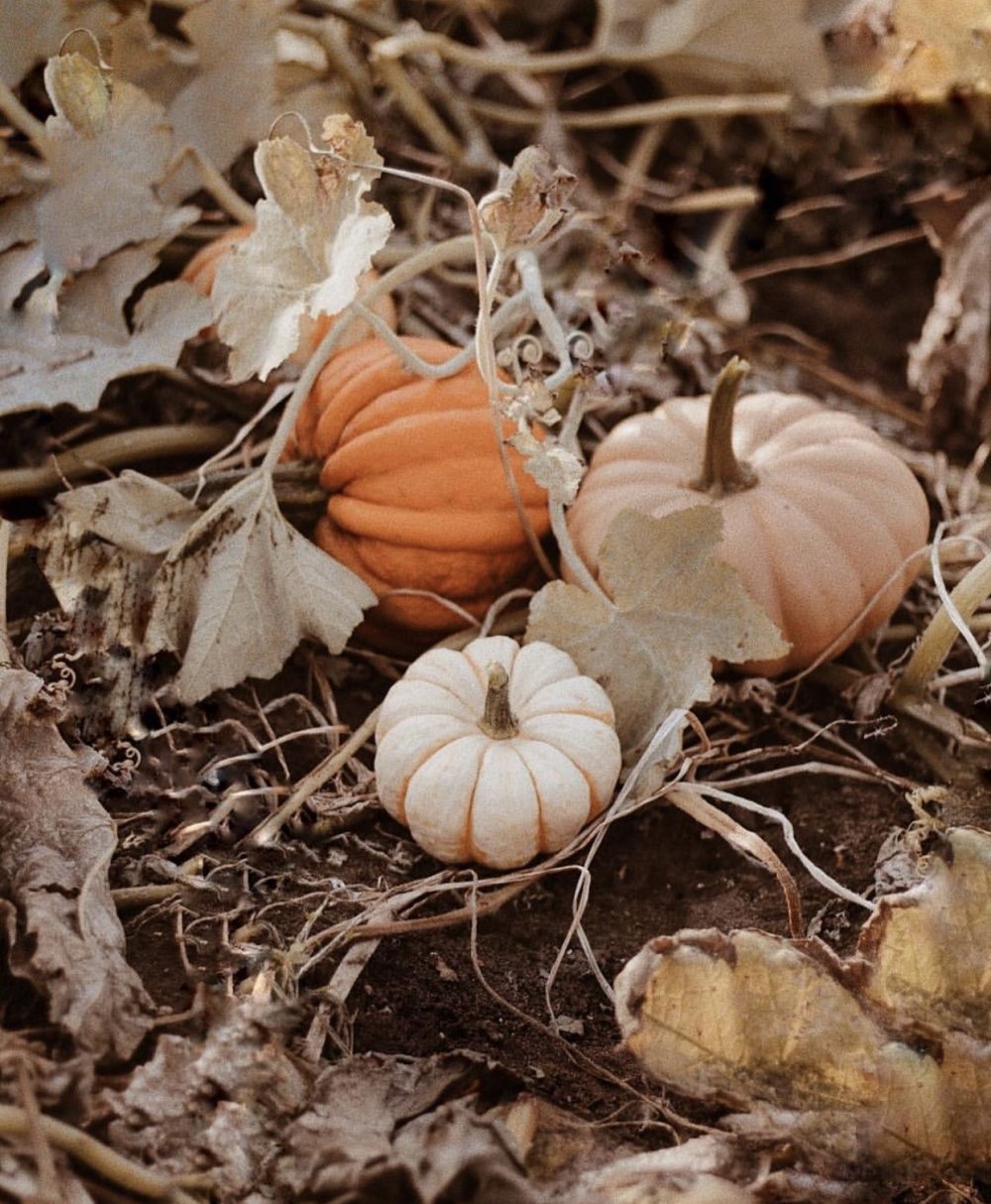 Осенняя Эстетика тыквы
