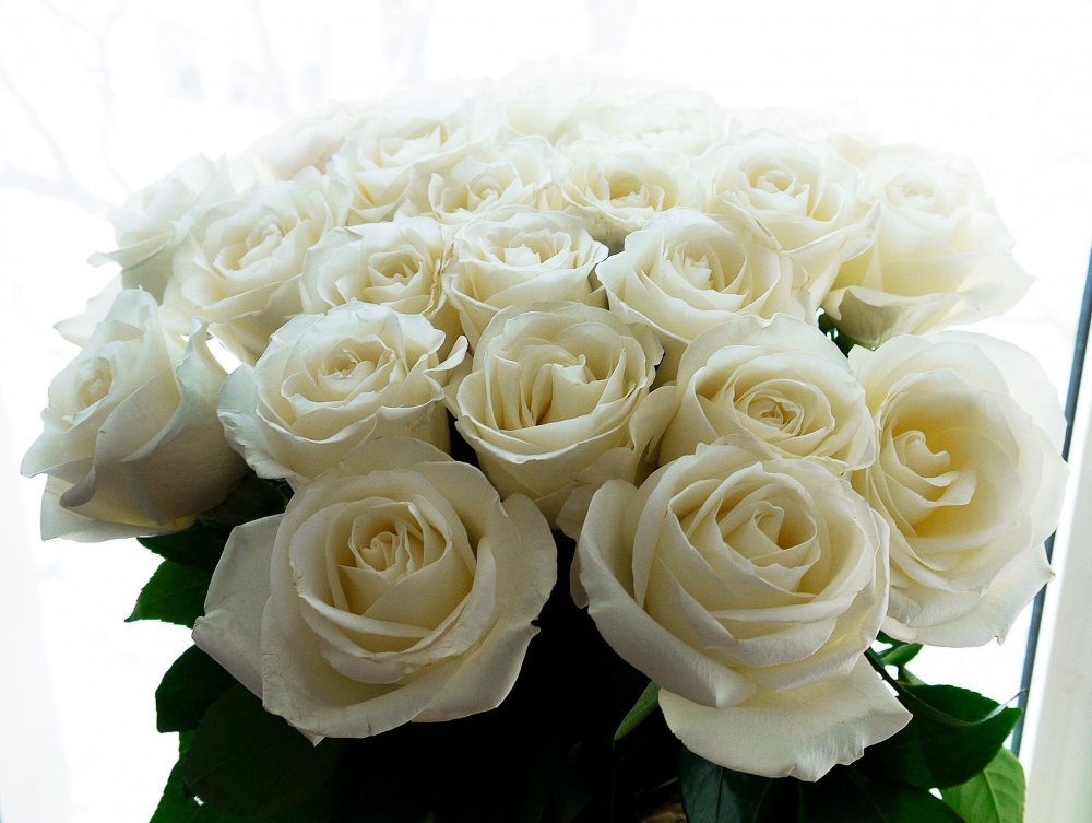 Красивый букет белых роз
