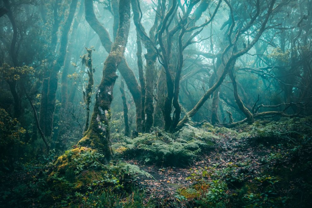 Таинственный лес картинки