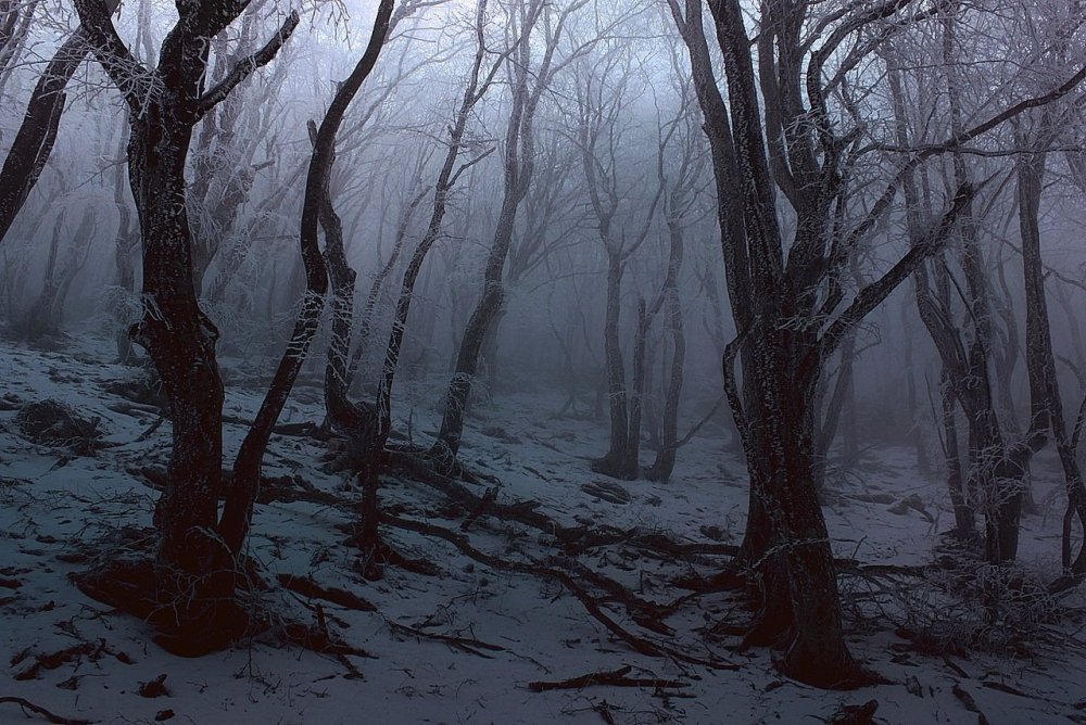 Страшный лес зимой