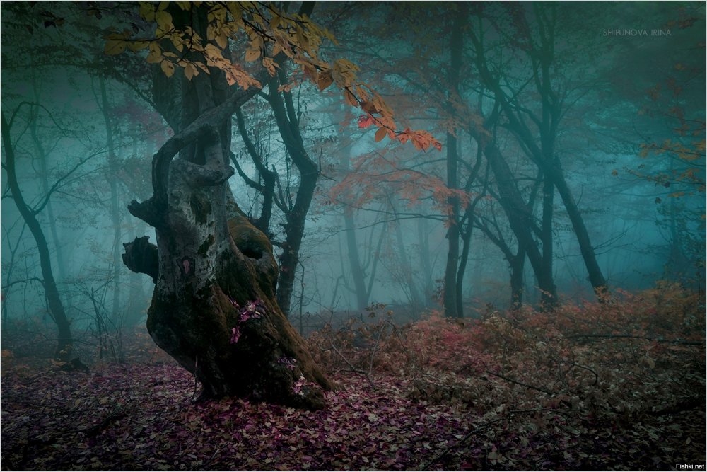 Таинственный загадочный лес