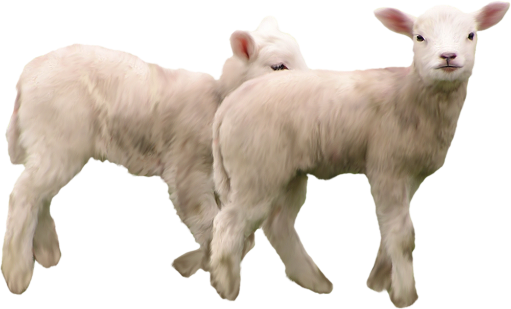 Две козы на белом фоне