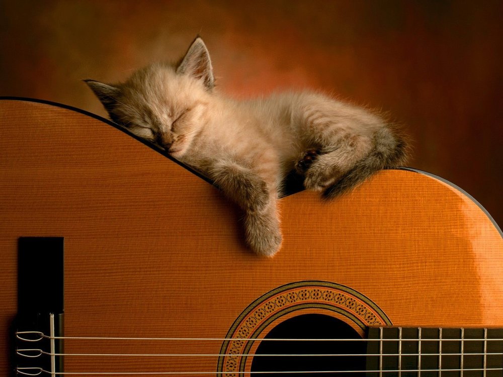 Музыкальные котята