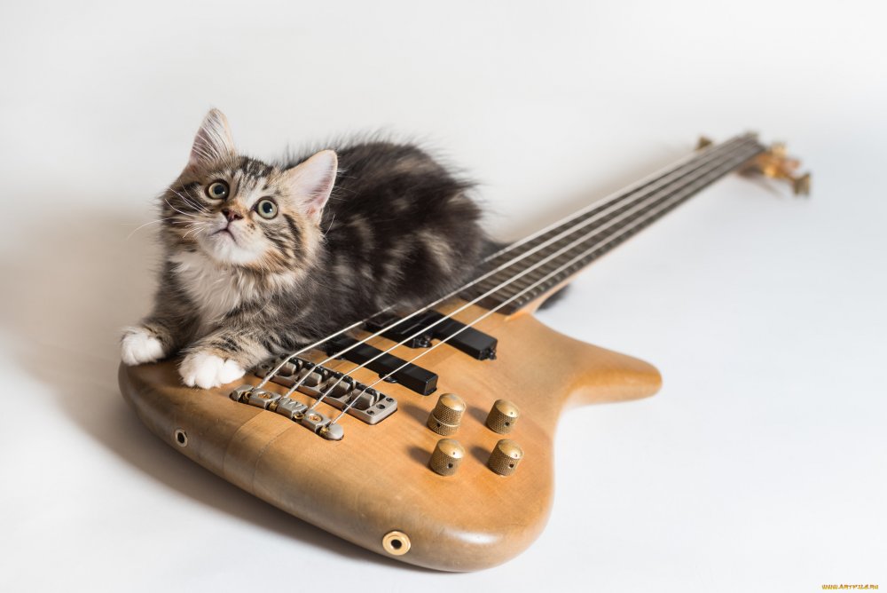 Кот с гитарой картинки