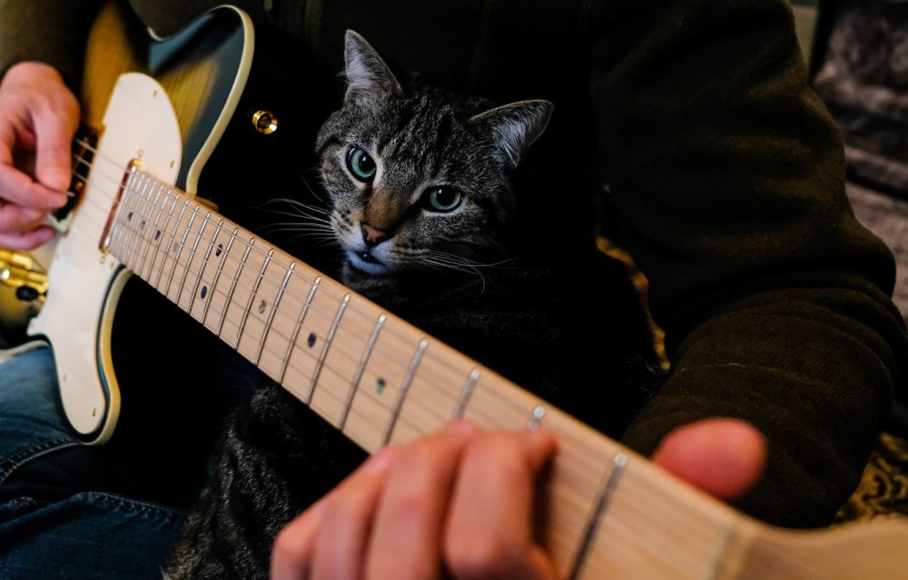 Николай котов гитарист