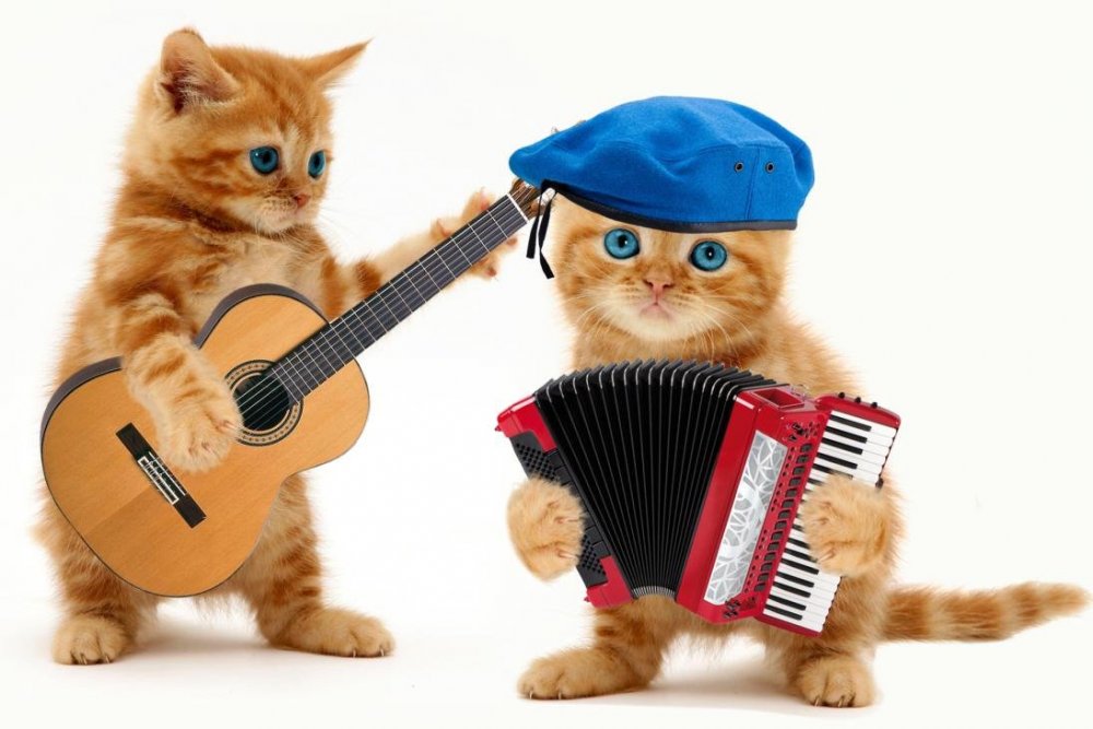 Кошки с музыкальными инструментами