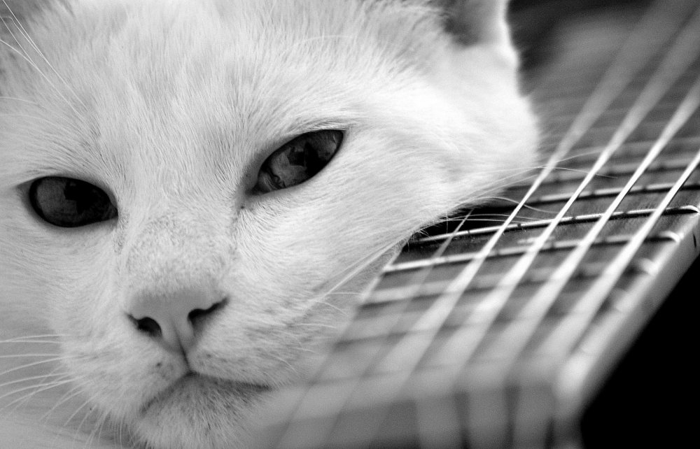 Кот с гитарой