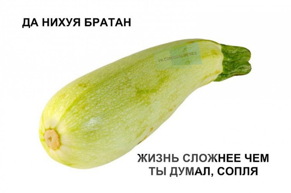 Кабачок овощ