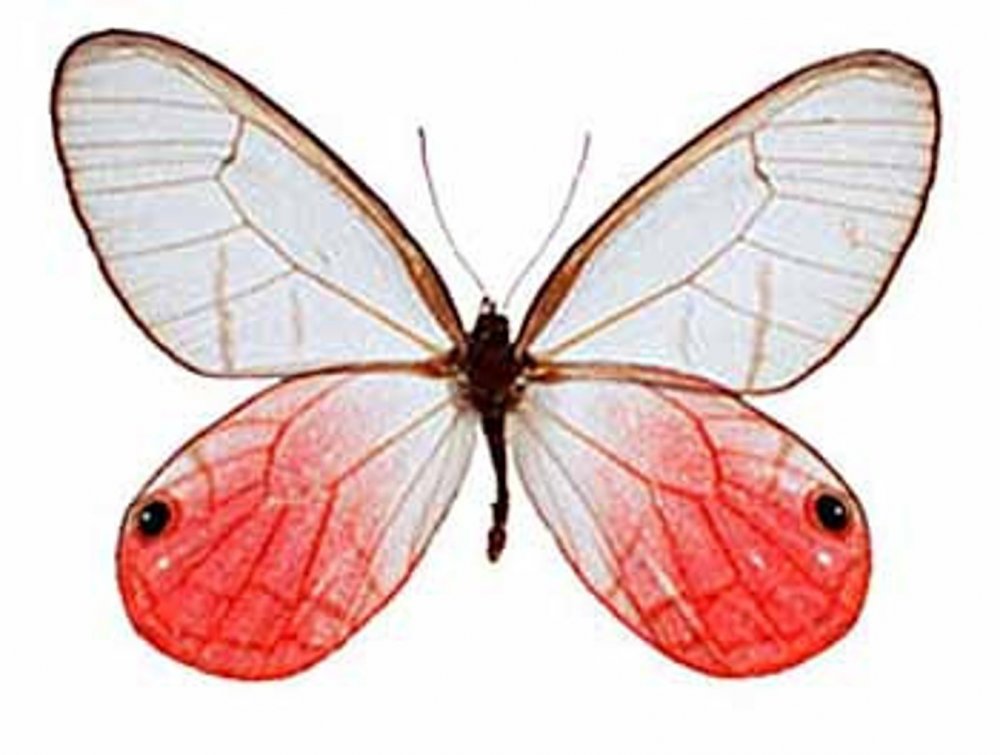 Цитериас бабочка