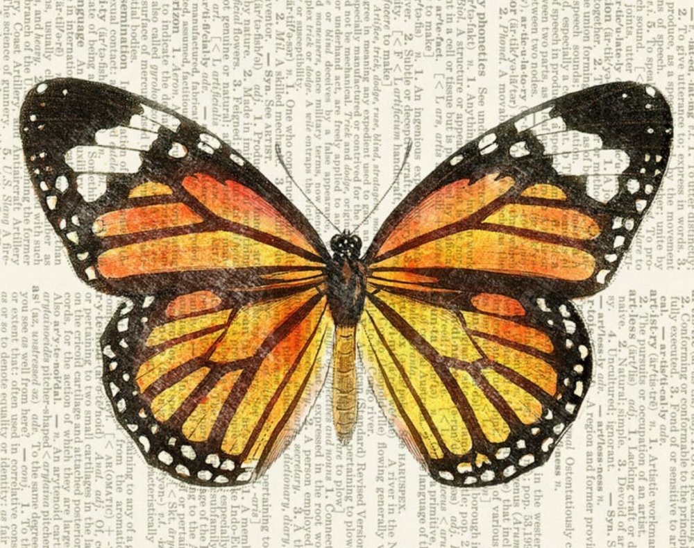 Рисунки бабочек из пинтереста